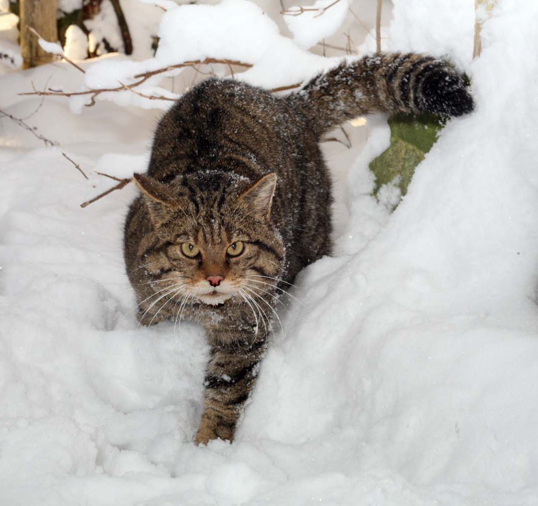 SPECIAL CHRISTMAS GIFT- ADOPT A SCOTTISH WILDCAT — Wildcat Haven
